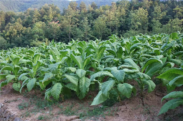 鎮(zhèn)安縣鐵廠鎮(zhèn):&ldquo;凈環(huán)境、美院落、富口袋&rdquo; 全力推進(jìn)秦嶺山水鄉(xiāng)村建設(shè)